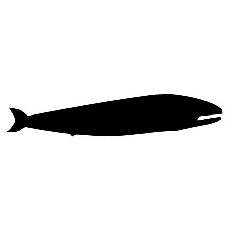 Whale Iron on Decal